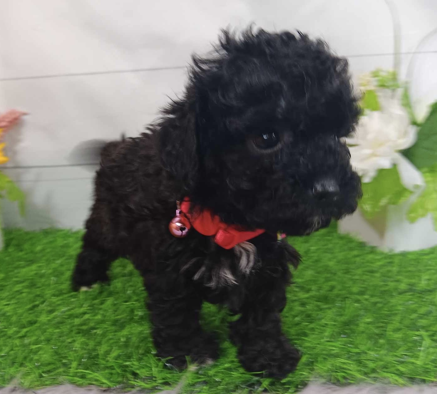 puppy, for, sale, Poodle Toy, Alisa  Breedlove, dog, breeder, Waynesville, MO, dog-breeder, puppy-for-sale, forsale, nearby, find, puppyfind, locator, puppylocator, aca